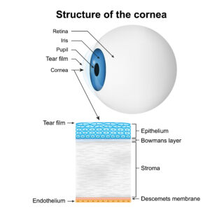 diagram of the cornea